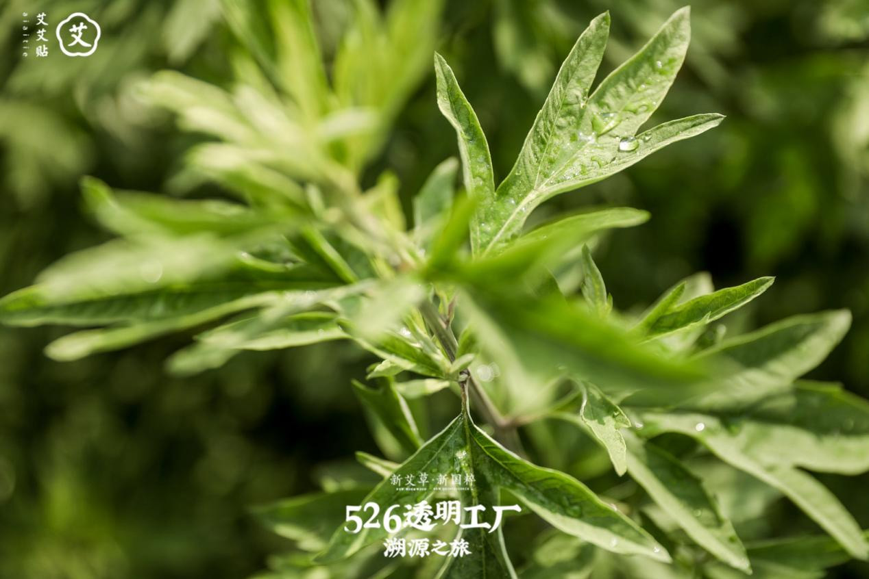 6：艾艾贴引领传统养生新潮流，国内大健康产业迎来新红利2