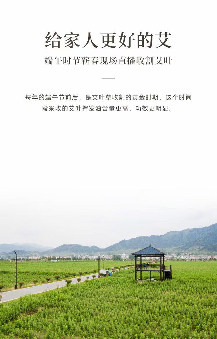 7：端午艾灸正当时，艾艾贴传承国粹精华，引领“艾”潮流4