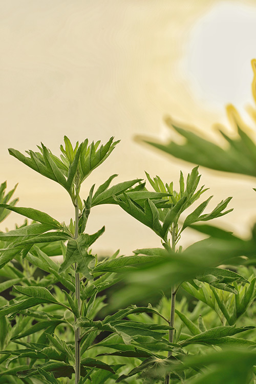 15：三伏调养正当时，艾艾贴助力大众元气生活1-